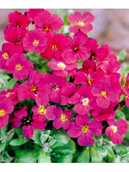 Aubriète