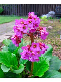 Bergenia "Cordifolia"
