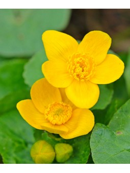 Caltha "Palustris"