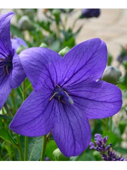 Campanule