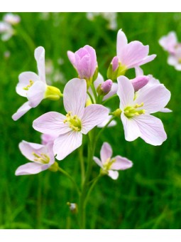Cardamine "Pratensis"