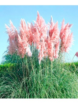 Cortaderia "Selloana"