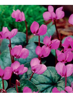 Cyclamen "Néapolitanum"