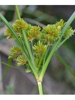 Cyperus "eragrostis"