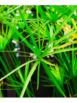 Cyperus "Papyrus"