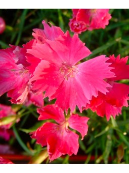 Dianthus "Kahori"