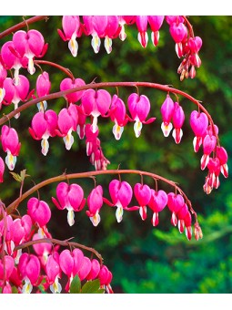 Dicentra "Spectabilis" rose