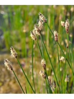 Eleocharis "Palustris"