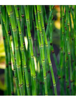 Equisetum "Hyemale"