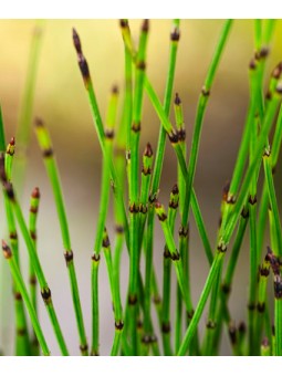 Equisetum "Scirpoides"