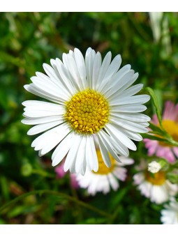 Erigeron "Karvinskiana"