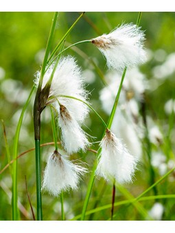 Eriophorum "Angustifolium"