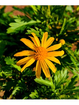 Euryops "Chrysanthemoides"