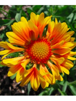 Gaillardia "Orange et Lemon"
