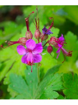 Geranium "Macrorrhizum"