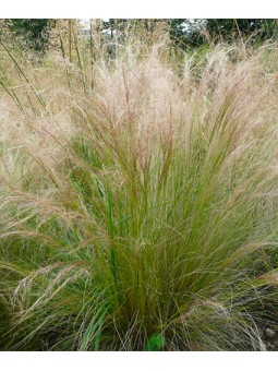 Graminée stipa "Tenuifolia"