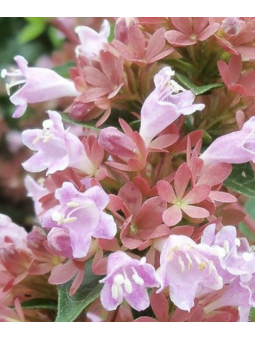 Abelia Grandiflora...