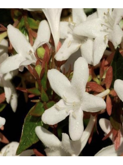 Abelia Grandiflora "Sherwood"