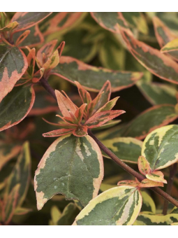 Abelia Grandiflora tricolor...