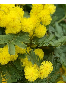 Acacia Gaulois Mimosa