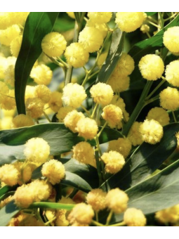 Acacia Semperflorens 4...