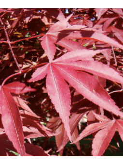 Acer Palmatum "Atropurpureum"