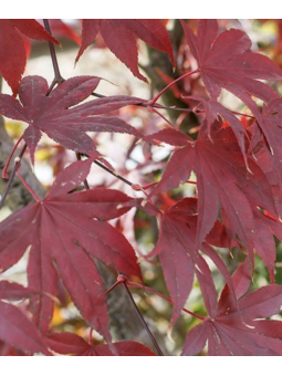 Acer palmatum 'Blood good'