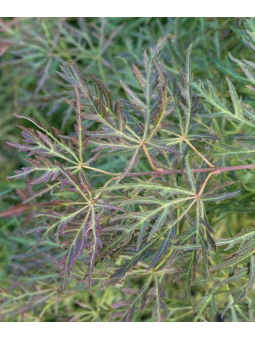 Acer Palmatum "Rubrifolium"