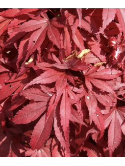 Acer Palmatum "Skeeter's...