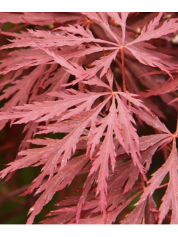 Acer palmatum 'Dissectum...