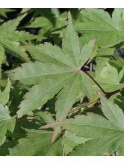 Acer Palmatum "Varie"