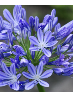 Agapanthus 'amour été'