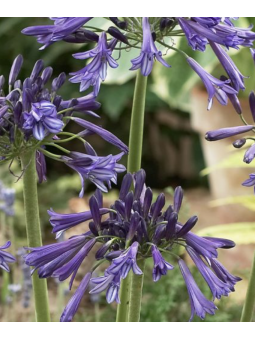 Agapanthus "Black Pantha"