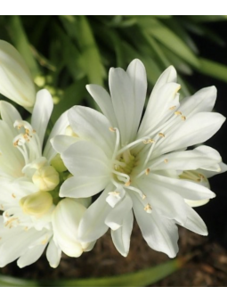 Agapanthus 'double diamond'