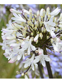 Agapanthus 'graphite'