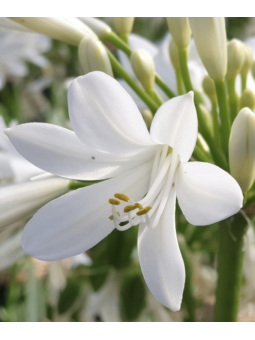 Agapanthus 'pitchoune'