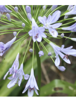 Agapanthus 'twister ambic'