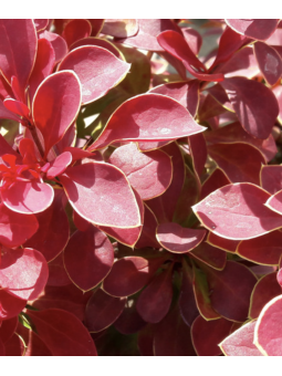 Berberis Thunbergii "Ruby...