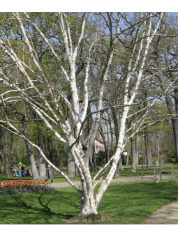 Betula Utilis "Dorenaboos"