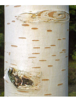 Betula 'Verrucosa alba'