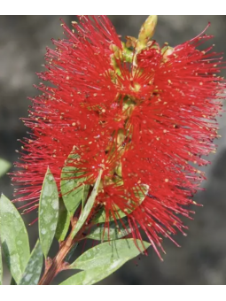 Callistemon Laevis