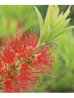 Callistemon masoti mini red