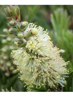 Callistemon Sieberi...