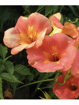 Campsis 'Grandiflora'