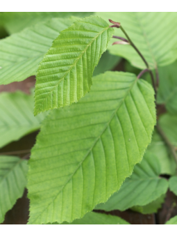 Carpinus betulus