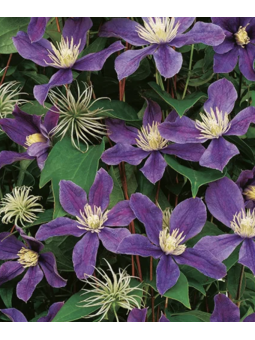 Clematite "Arabella mauve"
