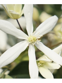 clematite 'armandi'
