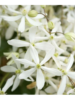 Clematite "Enham star"
