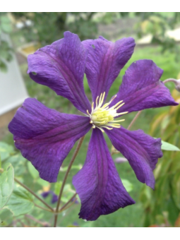 Clematite "Etoile violette"