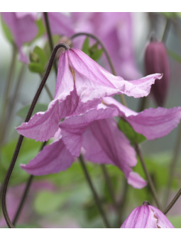 Clematite "Hendryetta"